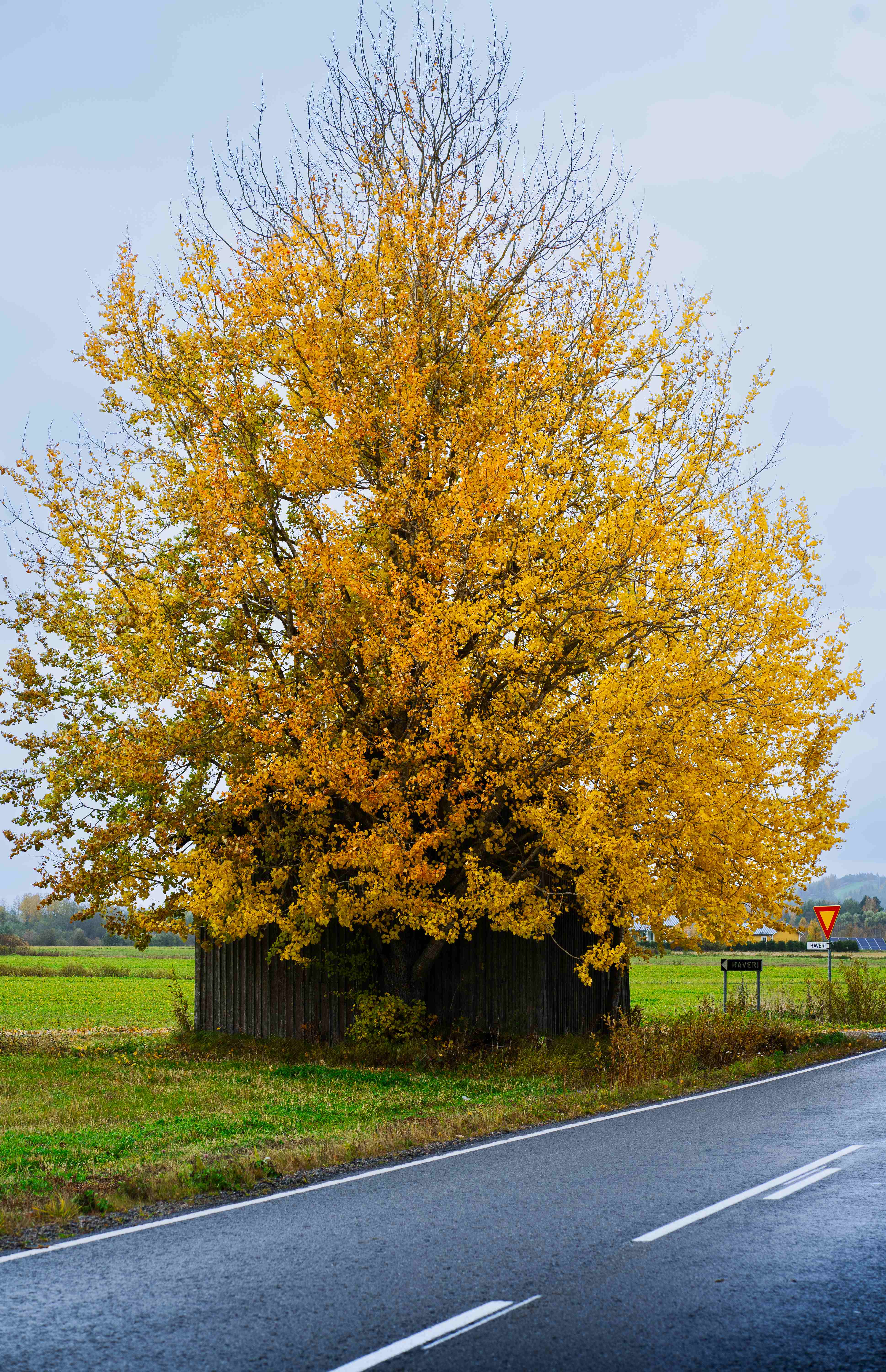 Yellow tree by a country road in autumn
