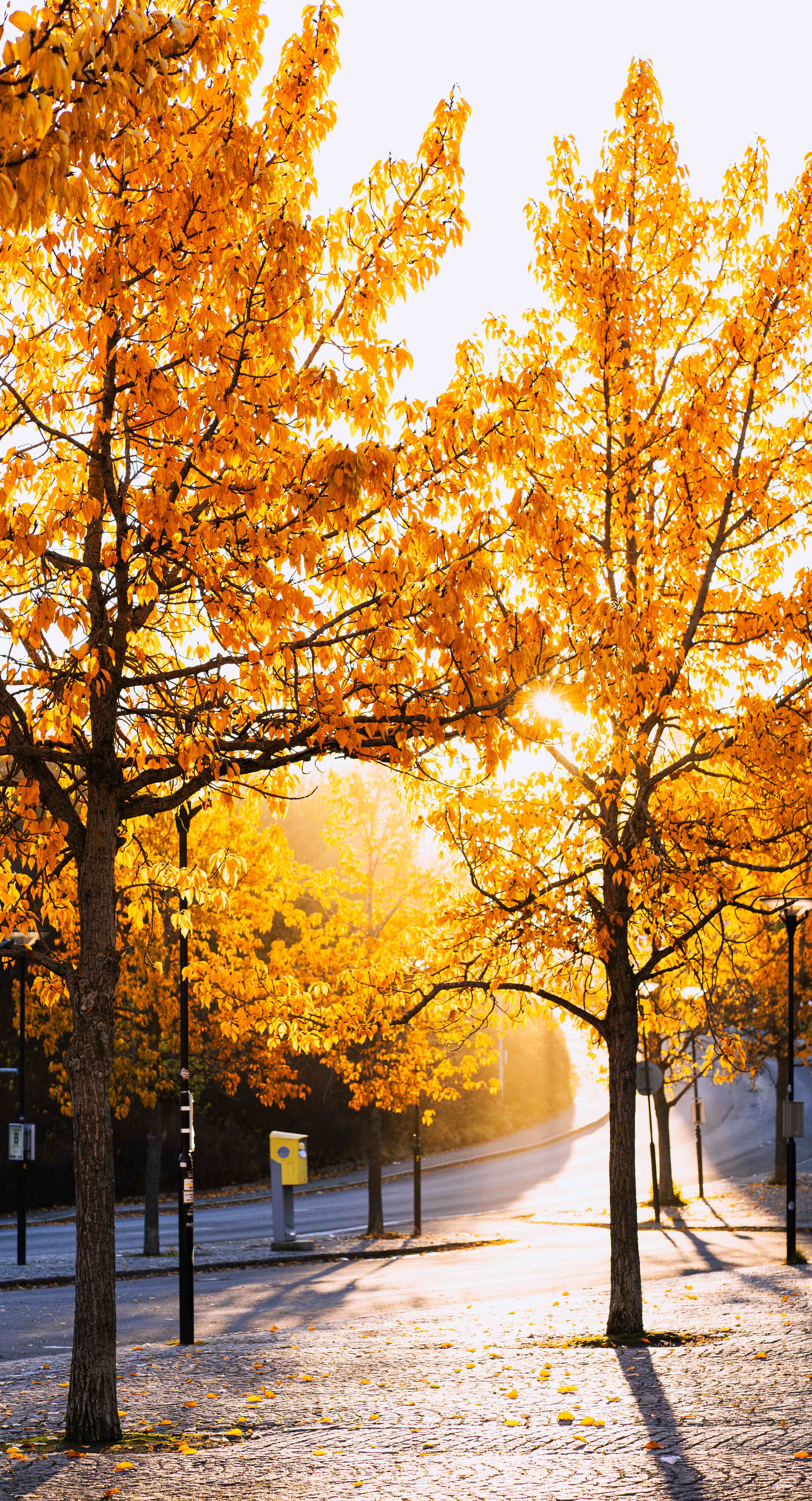 Golden autumn trees with sunlight