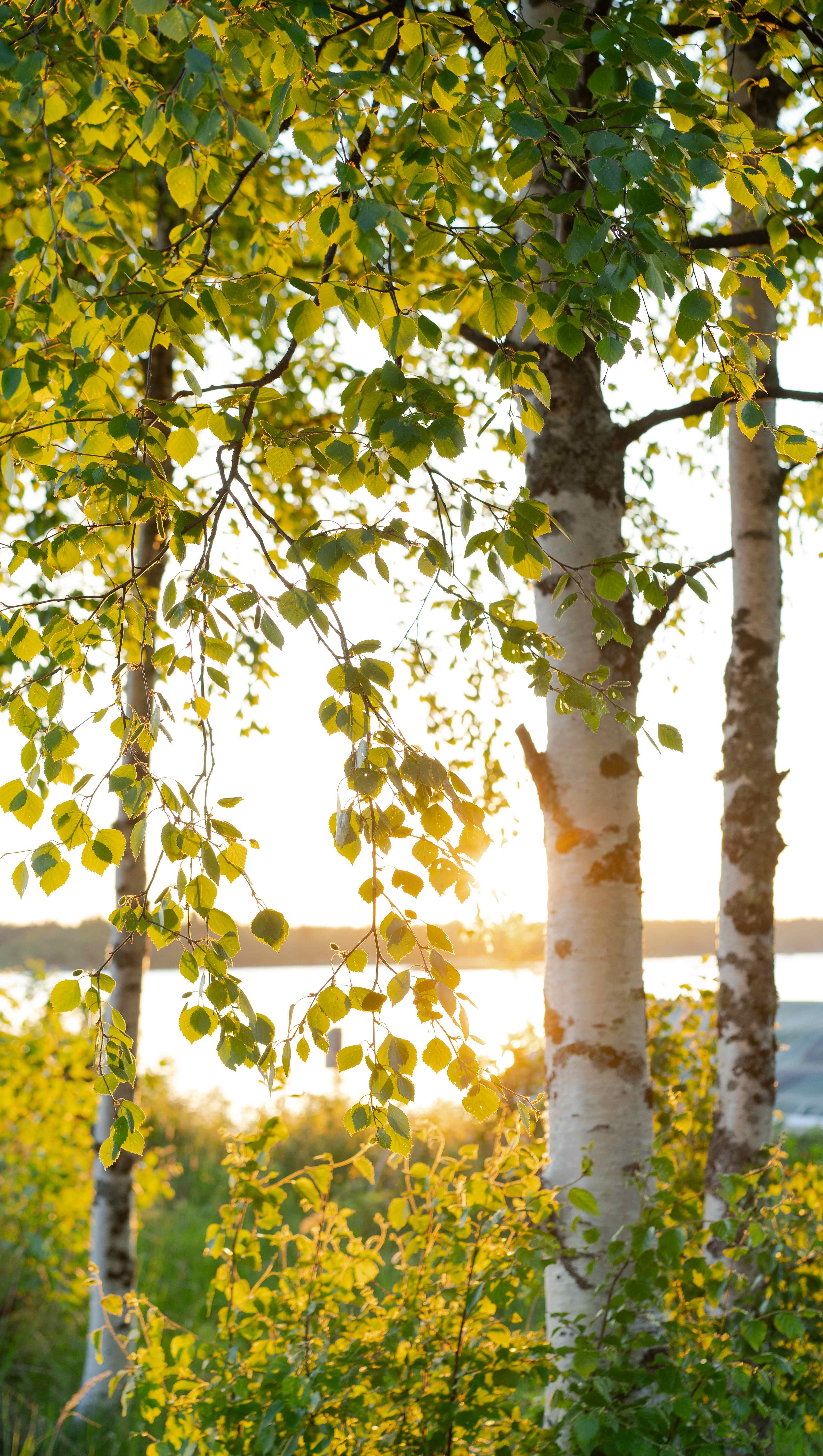 Sunlight filtering through birch trees with yellow-green leaves