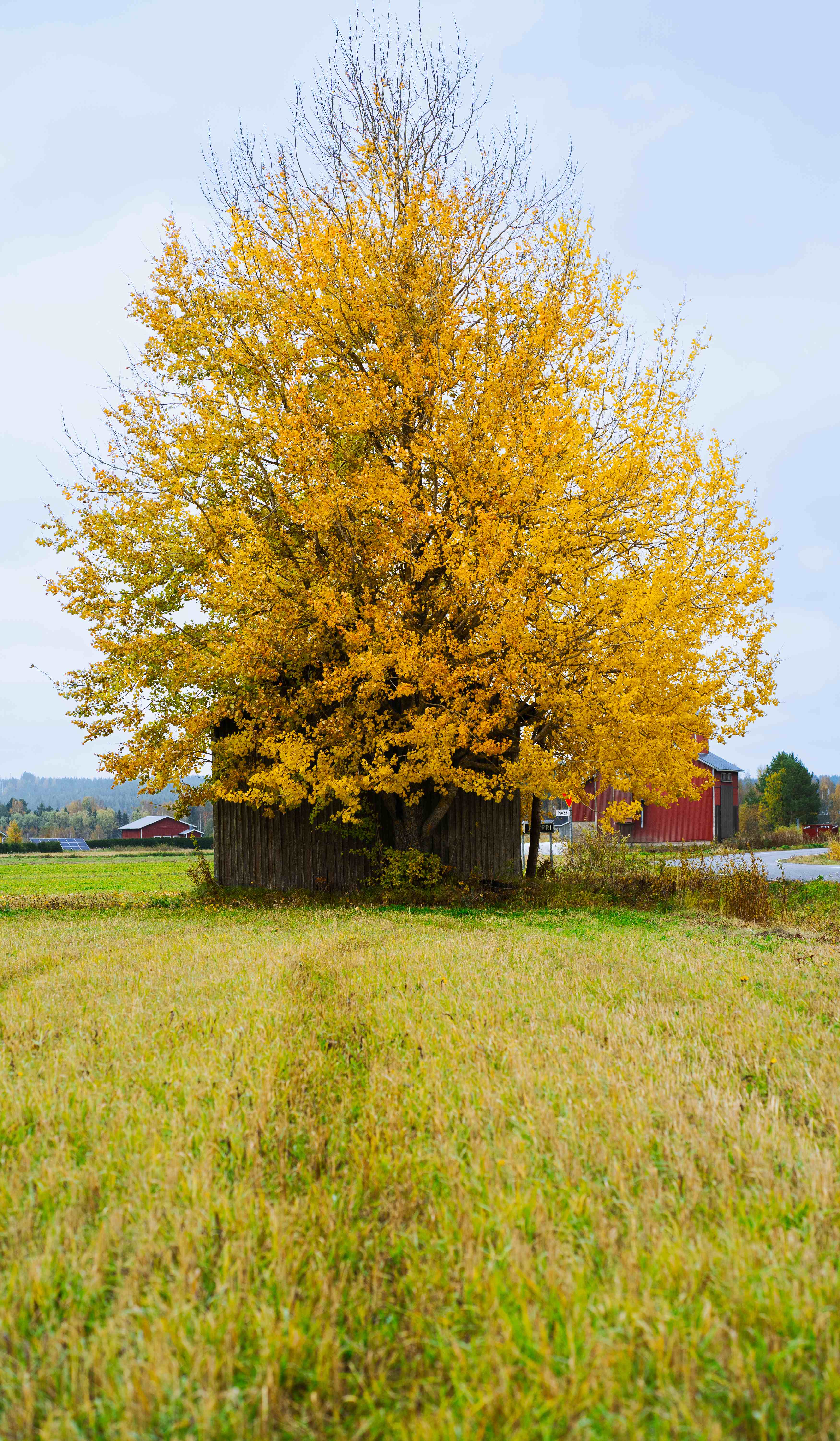 Vibrant yellow tree in a field with wooden structure
